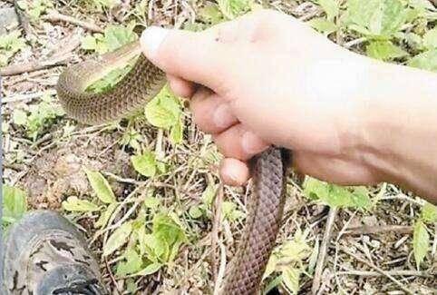 网红直播塞蛇下体,网红挑战极限，塞蛇下体引发网友热议